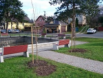 nové stromy v centru obce