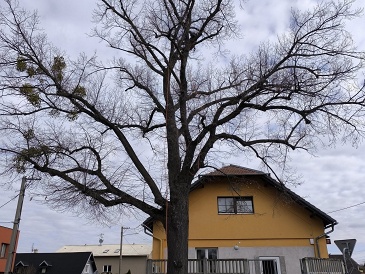 Pravidelná údržba obecních líp