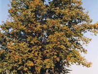 Lípy u kříže na Komárov