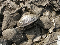Škeble říční (Anodonta anatina) cca 16 cm