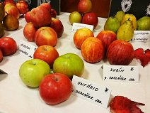 Výstava ovoce zahrádkářů 2016