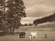 1921 louky u cesty mezi Přerovcem a N. Sedlicemi "pastva"